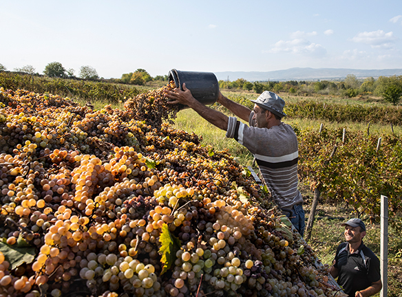 ღვინის ბიზნესი: როგორ გაამარტივოთ ყურძნის შესყიდვა?
